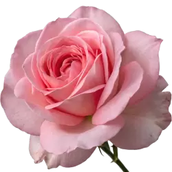 Imagen PNG para descargar